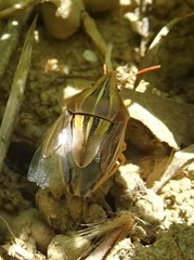 Aelia rostrata