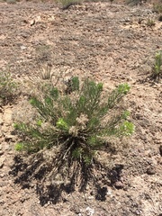 Nama carnosa