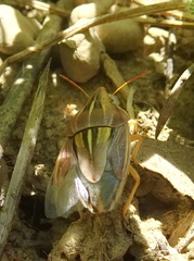 Aelia rostrata