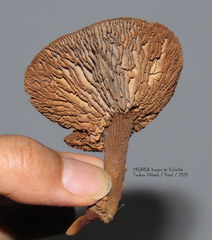 Stiptophyllum erubescens