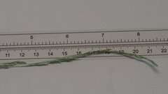 Deschampsia elongata