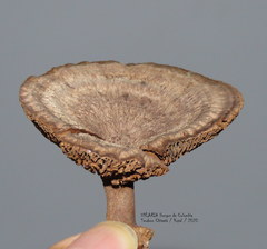 Stiptophyllum erubescens