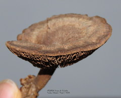 Stiptophyllum erubescens
