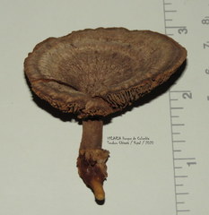 Stiptophyllum erubescens