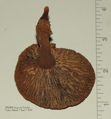 Stiptophyllum erubescens