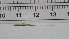 Deschampsia elongata