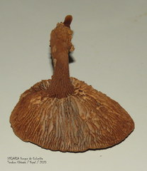 Stiptophyllum erubescens