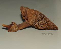 Stiptophyllum erubescens