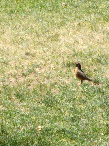 American Robin photographed in Nevada