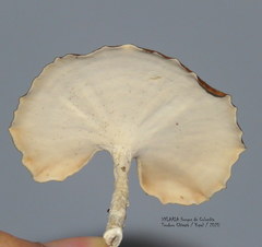 Microporellus obovatus