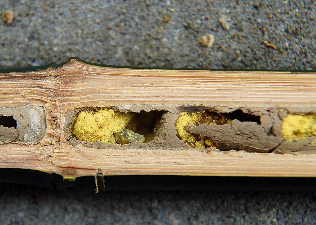 Osmia bicornis globosa