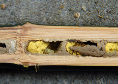 Red Mason Bee