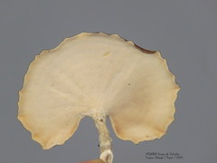 Microporellus obovatus