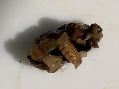 Glossosomatidae