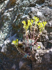 Dudleya verityi