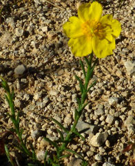 Fumana ericifolia