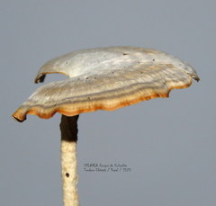 Microporellus obovatus