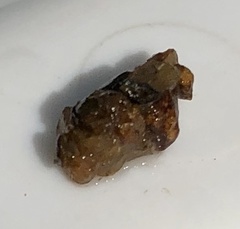 Glossosomatidae