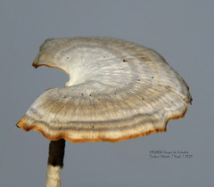 Microporellus obovatus