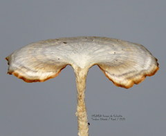 Microporellus obovatus