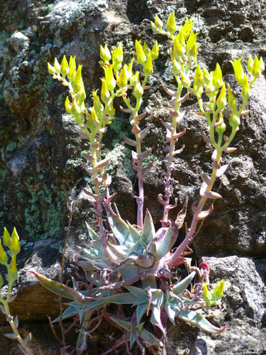 Image of Dudleya verityi by (c) Zack Abbey, some rights reserved (CC BY)