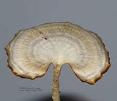 Microporellus obovatus