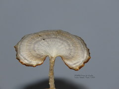 Microporellus obovatus