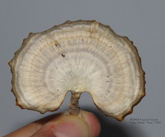 Microporellus obovatus