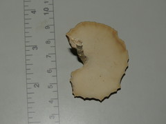 Microporellus obovatus