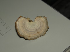 Microporellus obovatus