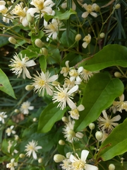 Clematis vitalba