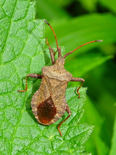 Arkliarūgštinė kampuotblakė nuotrauka