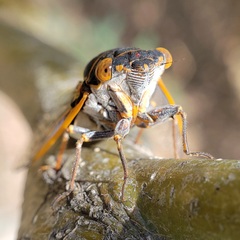 Diceroprocta cinctifera