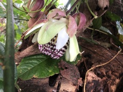 Passiflora riparia