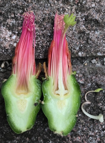 Opuntia cochenillifera