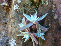 Dudleya verityi