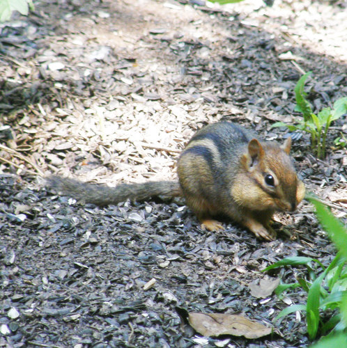 Eastern Chipmunk photographed in Georgia