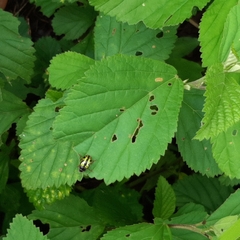 Calligrapha fulvipes