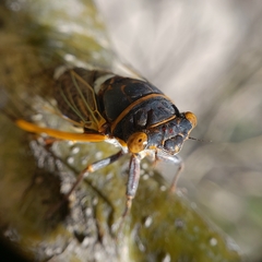 Diceroprocta cinctifera