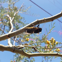 Diceroprocta cinctifera