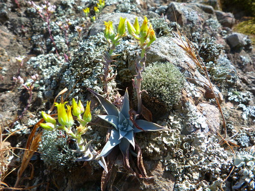 Image of Dudleya verityi by (c) Zack Abbey, some rights reserved (CC BY)