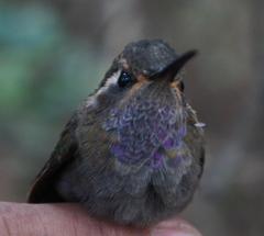 Lampornis amethystinus