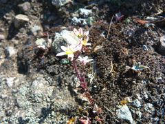 Dudleya blochmaniae blochmaniae