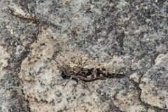 Trimerotropis saxatilis