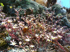 Dudleya blochmaniae blochmaniae