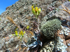Dudleya verityi