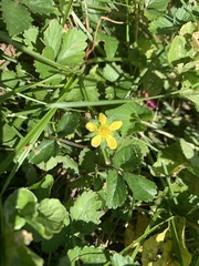 Potentilla indica