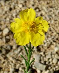 Fumana ericifolia