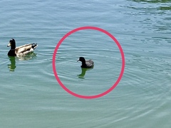 Fulica americana americana