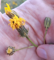 Crepis biennis